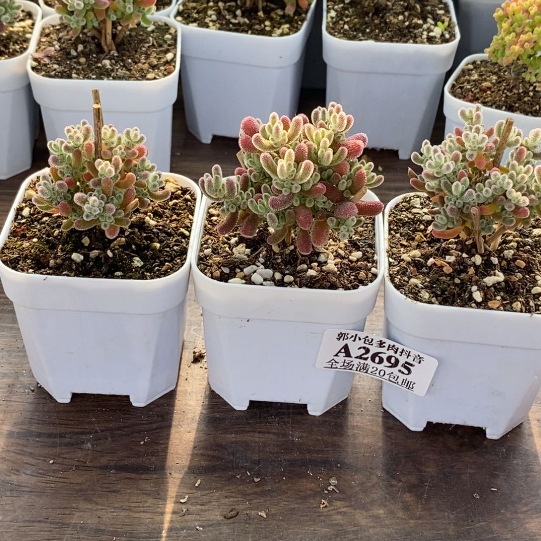 叫***果实生冰晶组合2695