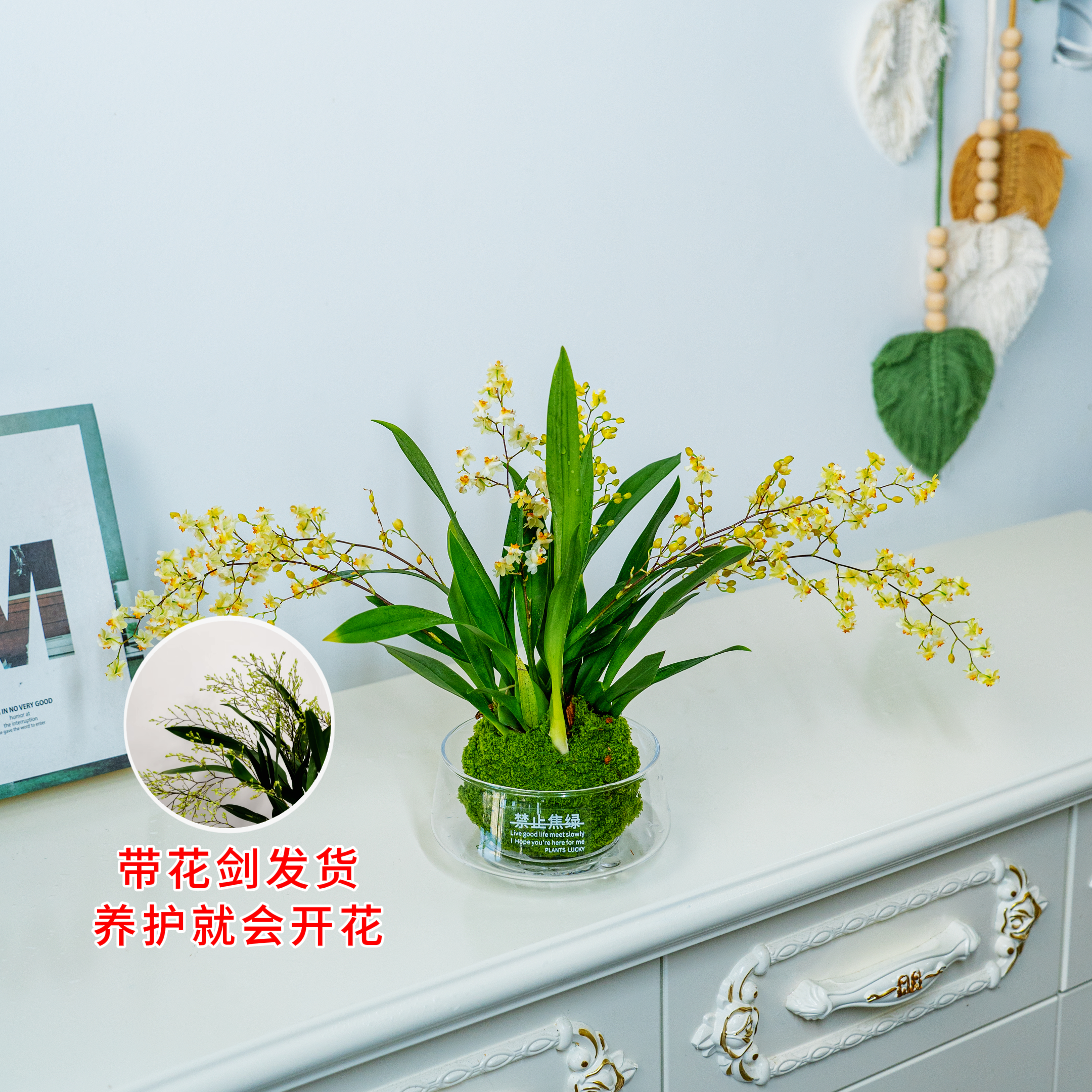 尊贵金黄梦香兰好看好闻梦老桩办公室室内花卉盆栽好养四季开