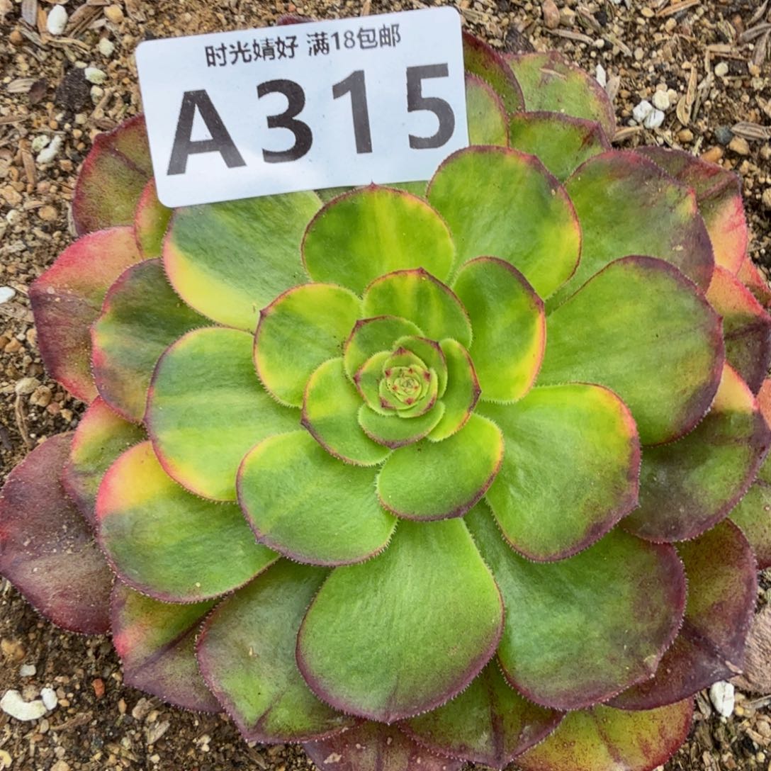 315万七彩。多肉植物