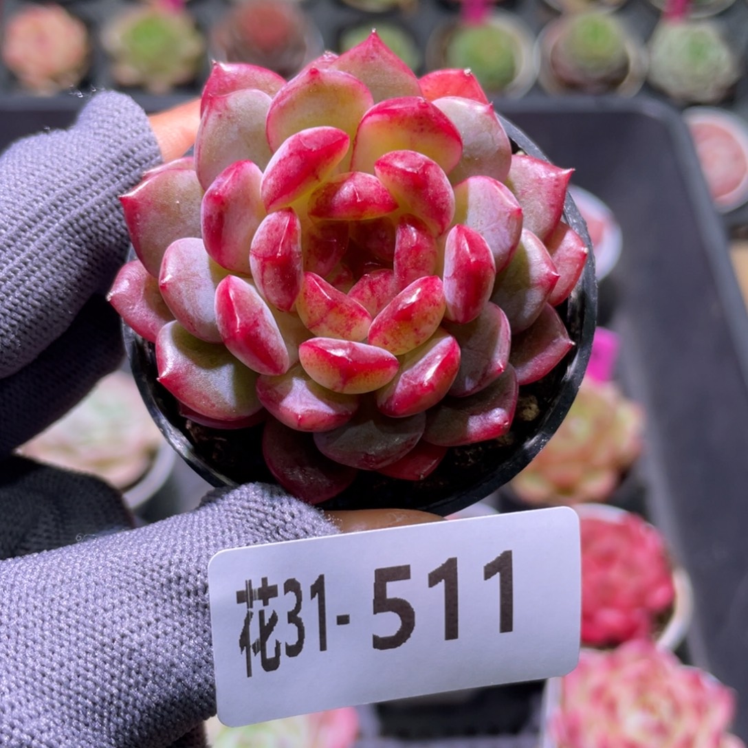 花利美31-511露水红颜