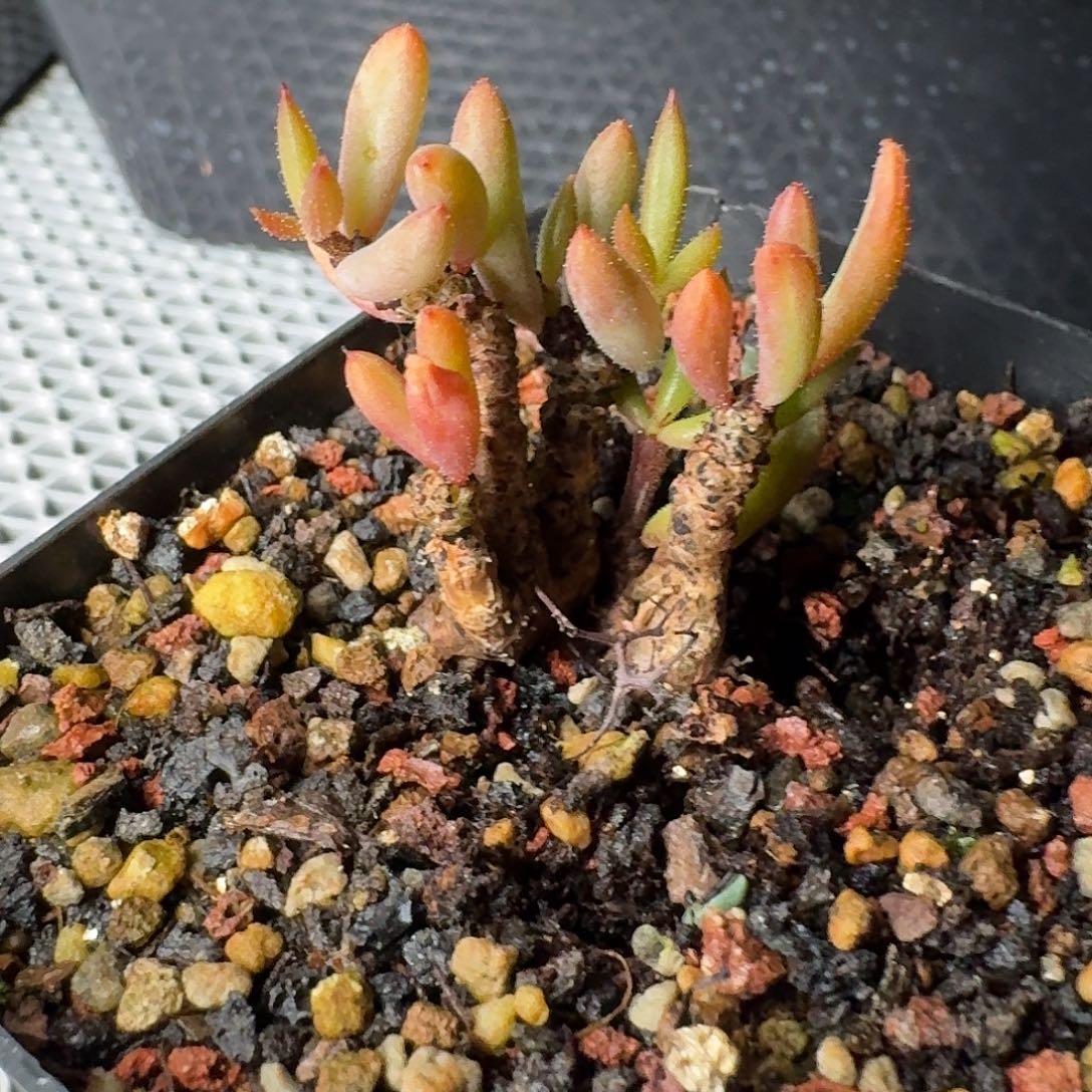 黑曼巴奇峰锦一个带盆发