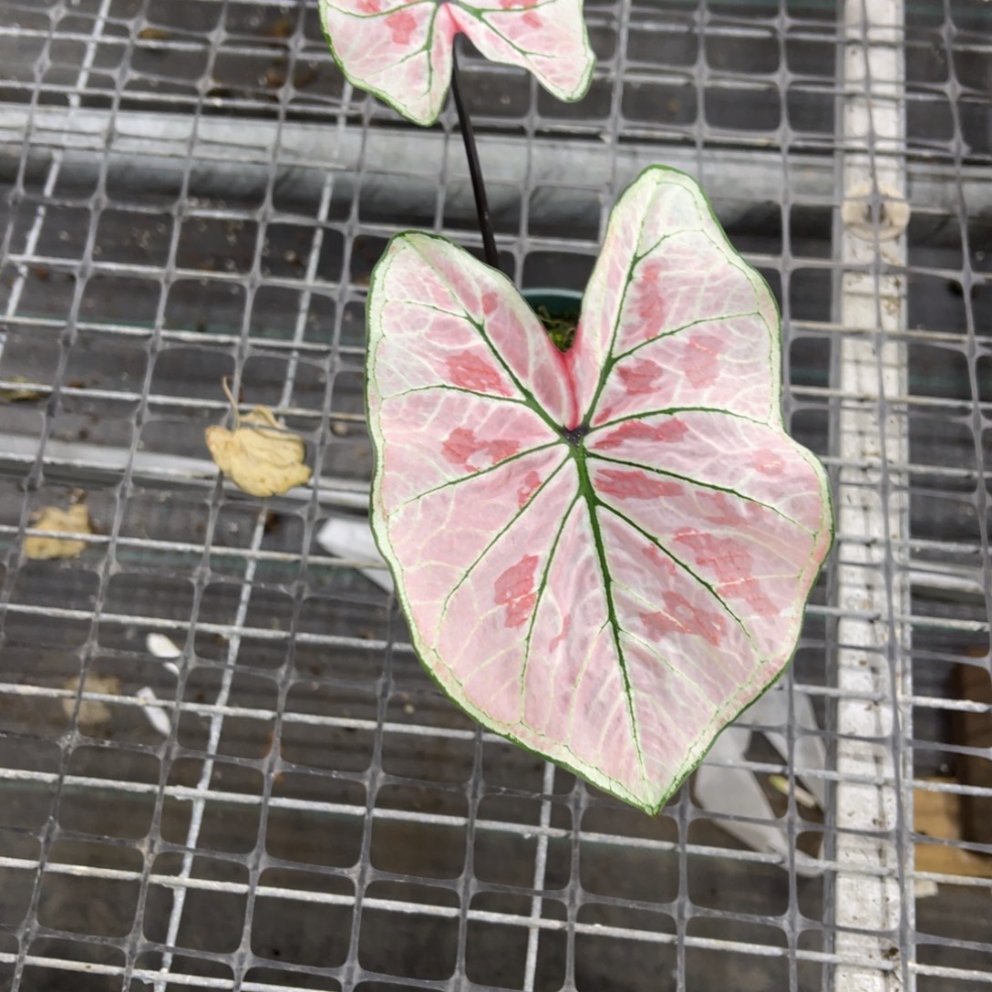 H***.无花朵            327草莓不包售后