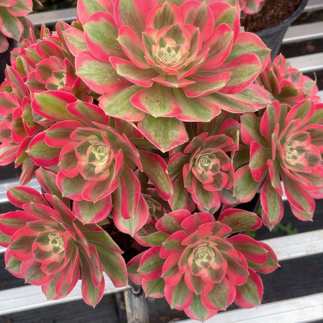 七彩石老桩手捧149