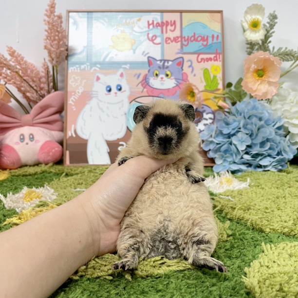 黄泰加弟弟 尴尬期 顺丰包邮