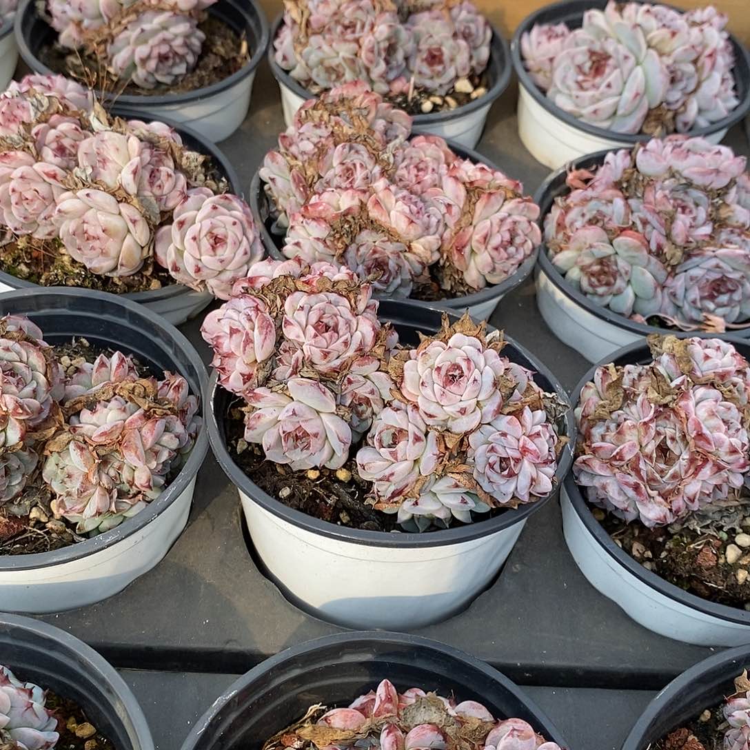 06天鹅绒群生，精控