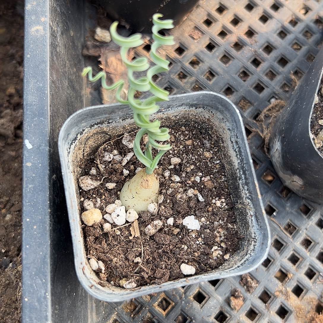 多肉植物贵妃弹簧草