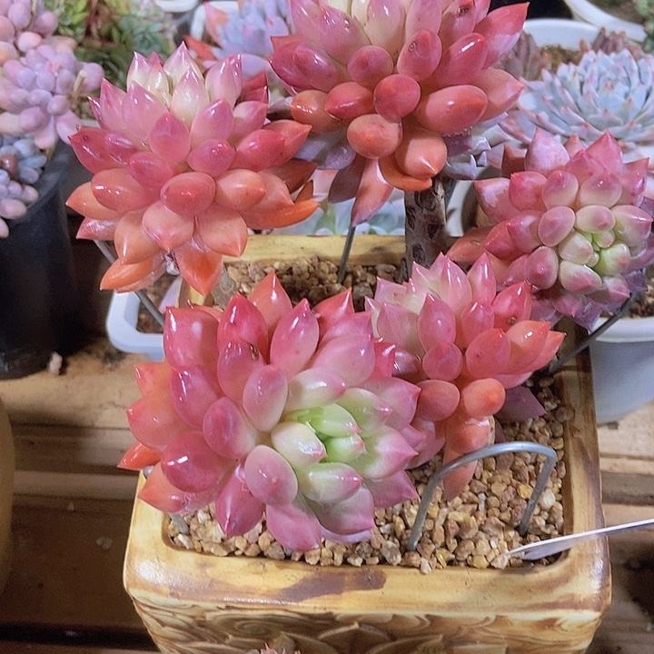 满***号多肉植物一物一拍