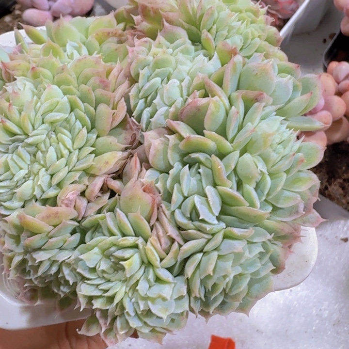 月影缀化一颗十厘米