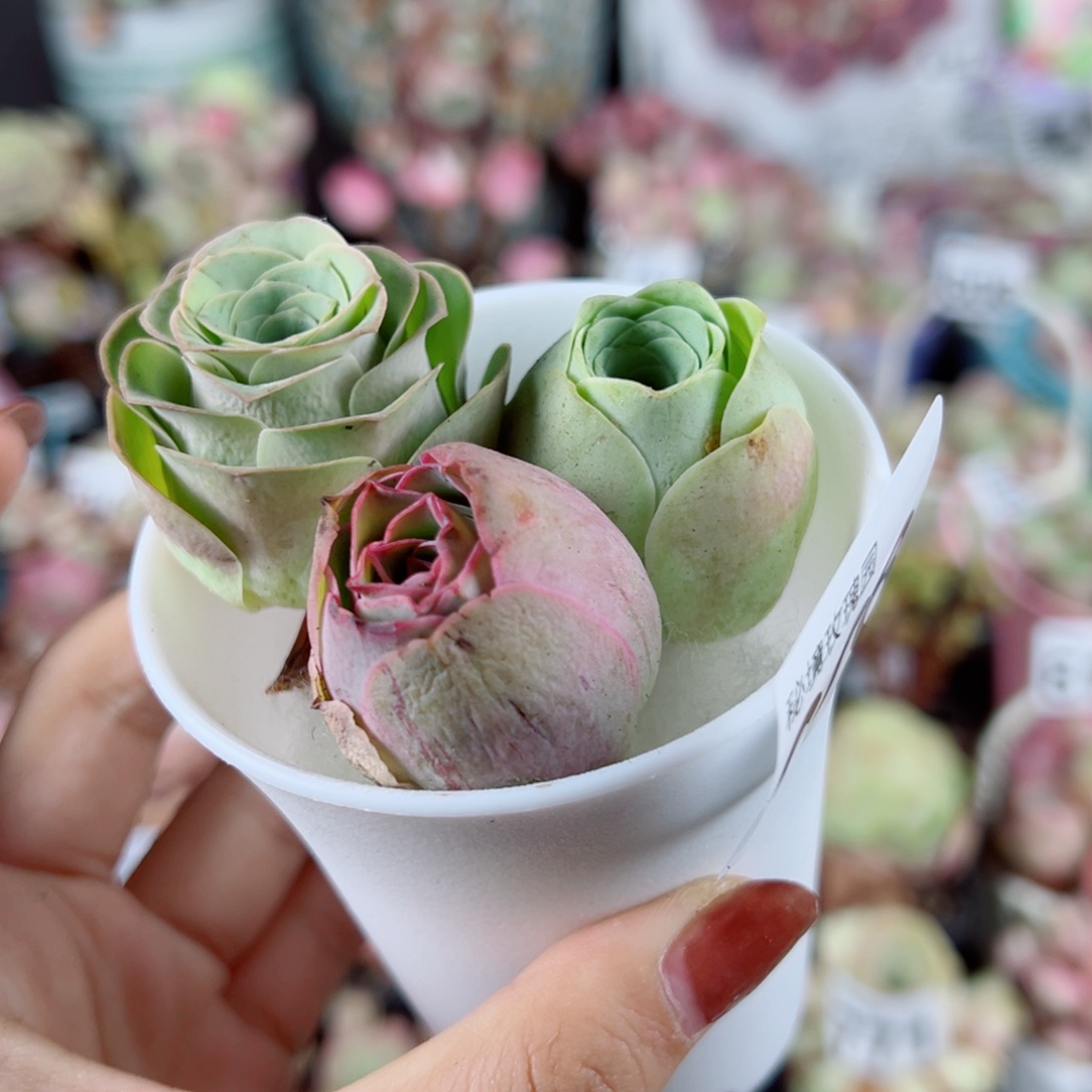 908 新粉福利三颗组合带盆