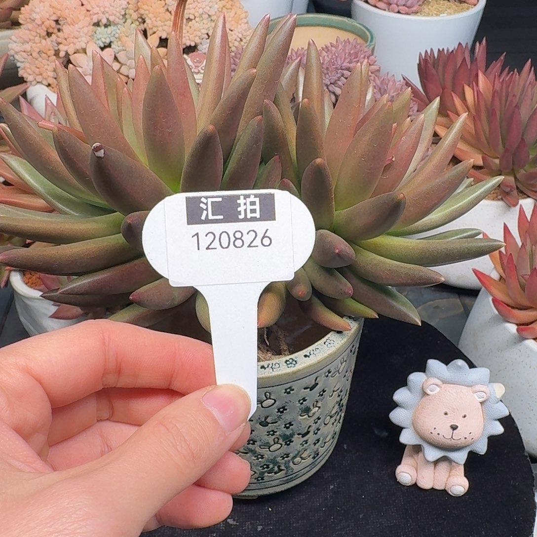 精品多肉植物120826