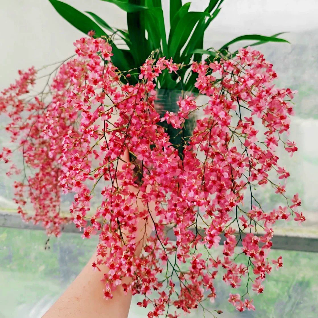 无品牌文心兰泰国香水室内桌面盆栽部分带香水味冬春季开花