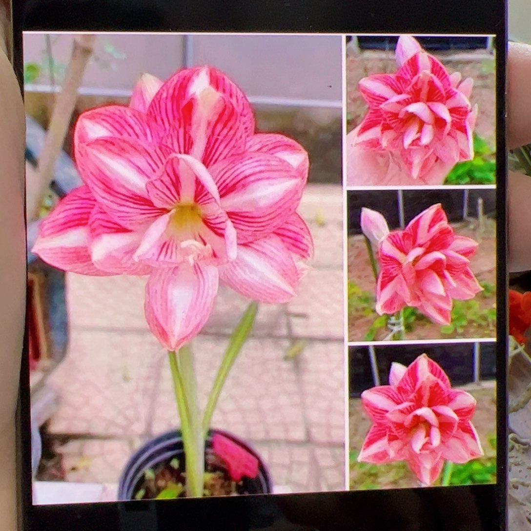 朱顶红糖果丝带坨坨