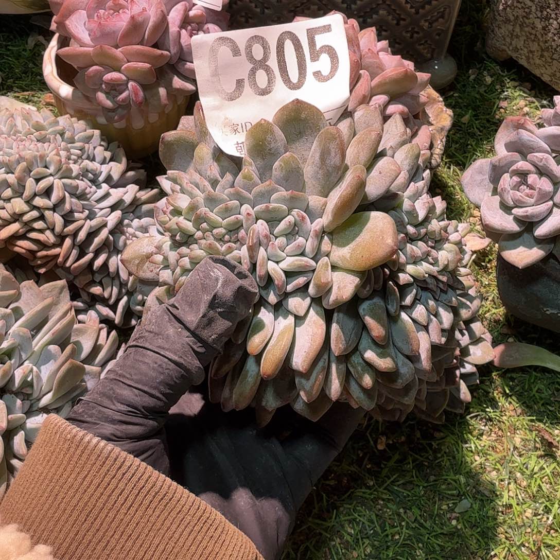 初***景星影缀化呀呀呀呀呀