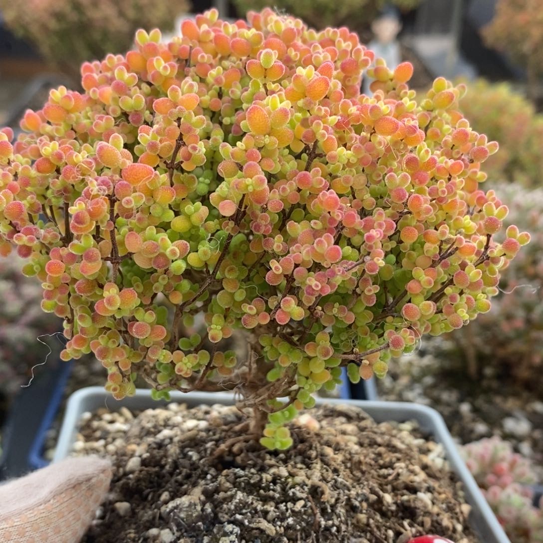 捡漏蜜橘糖球4385枝干番杏