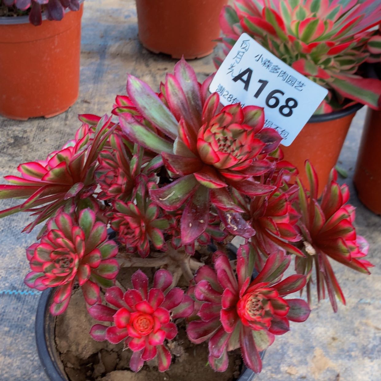 【闪购商品】168白月光多肉