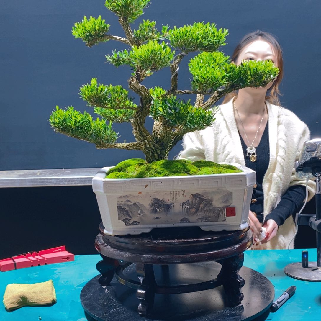 绿植雀舌黄杨软枝