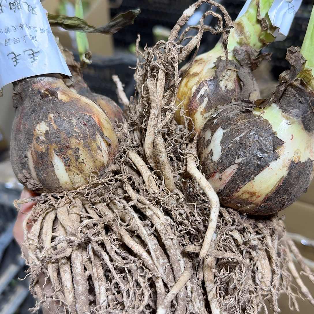 毛毛双胞胎6+6发发的