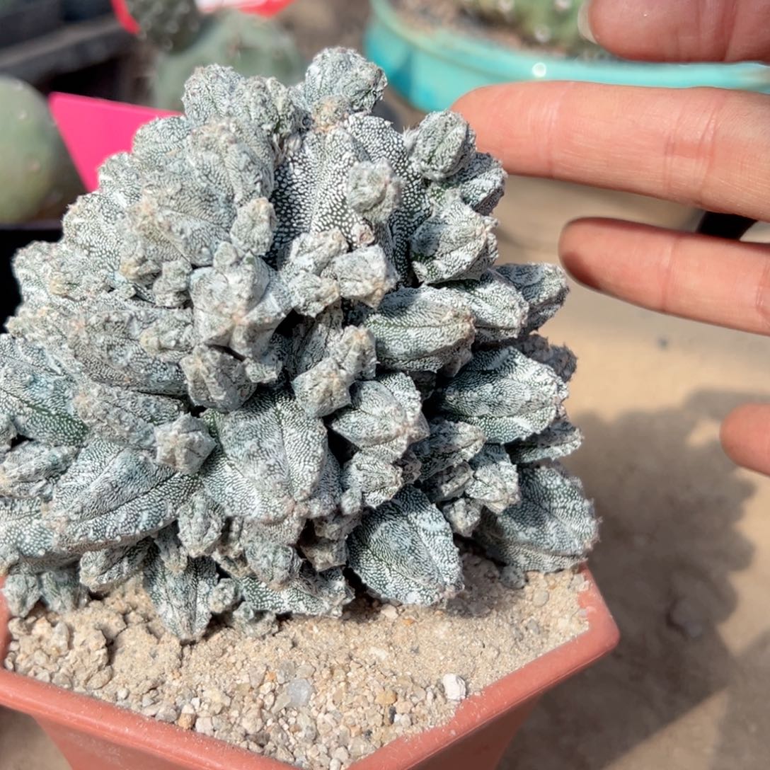 贲***贲零零落落 零零落落