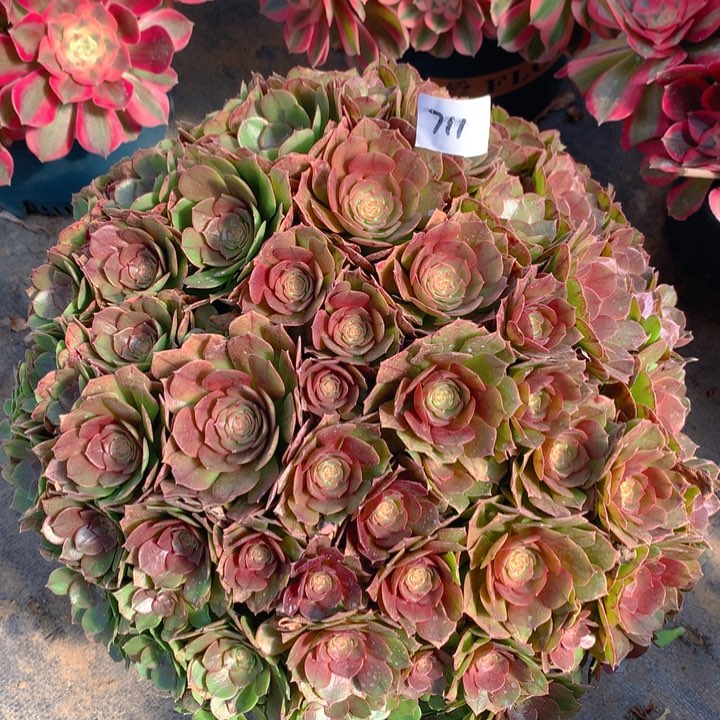 711红心沙拉碗法师多肉