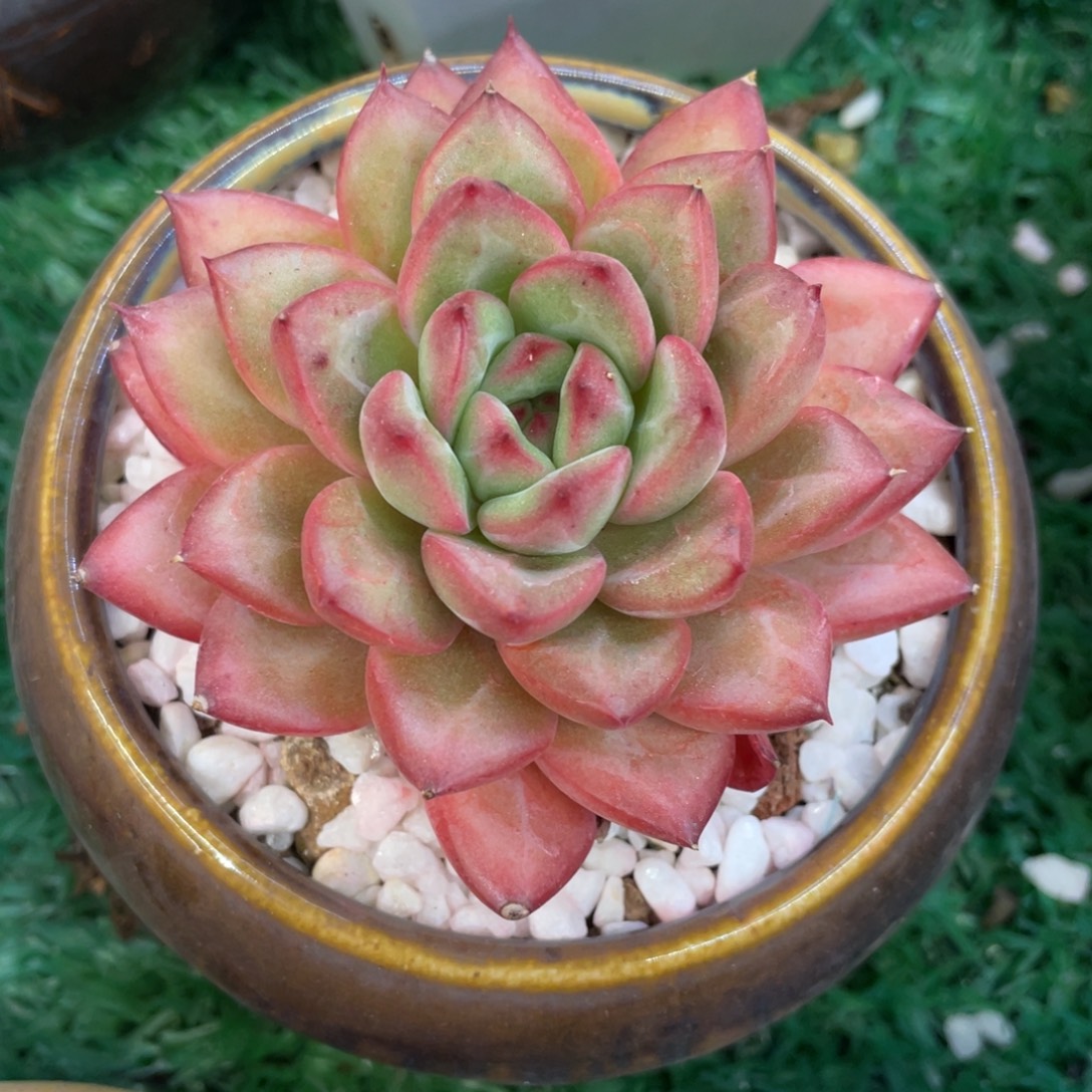 多肉植物盆栽多肉