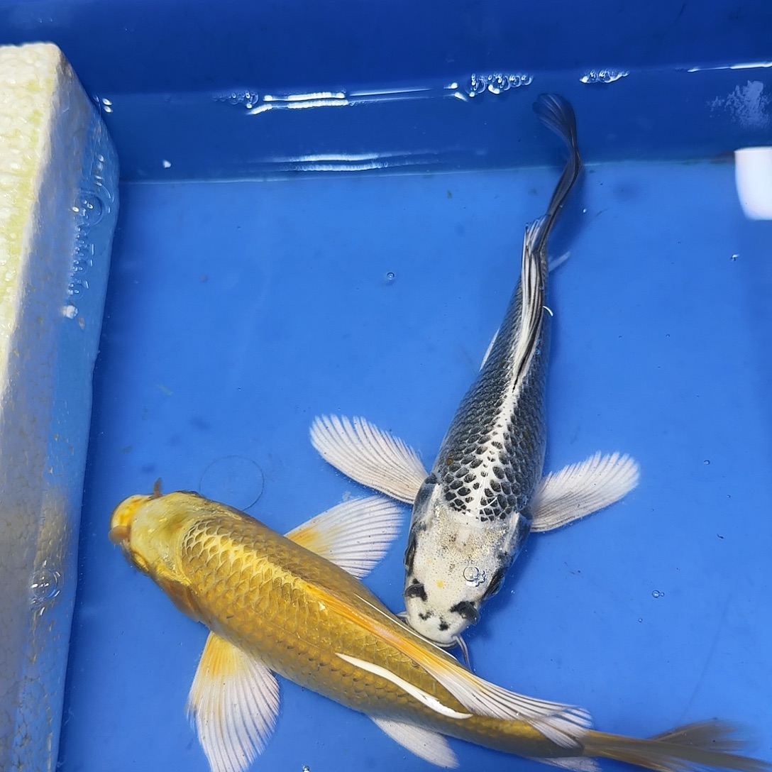 蝴蝶鲤鱼一金一银