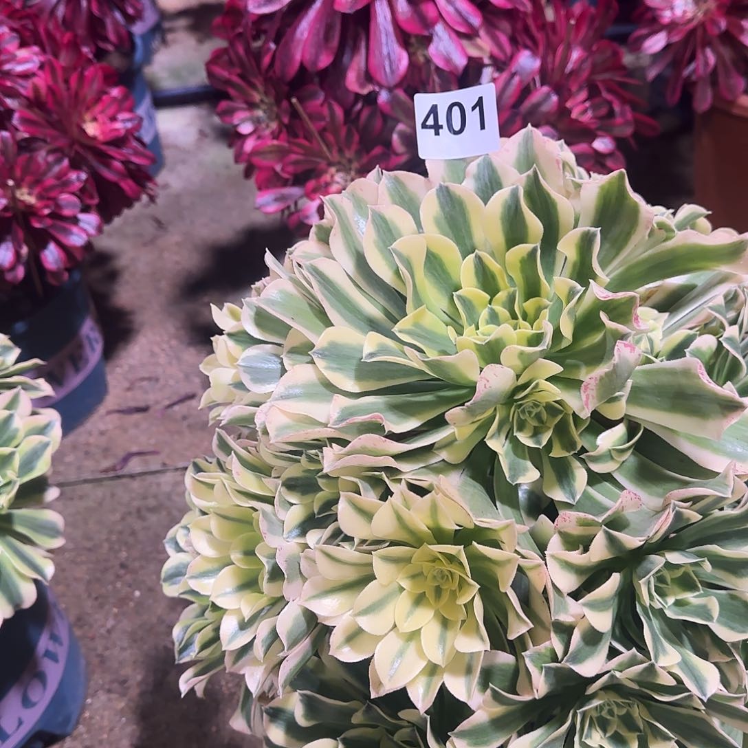 多肉植物绿豆沙401