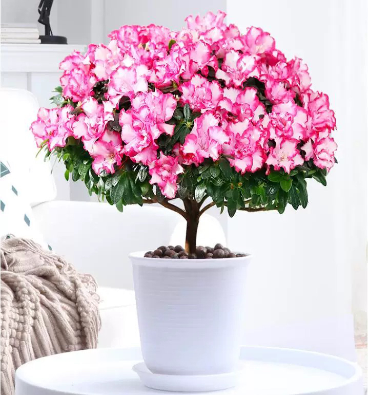 彩西玛杜鹃盆栽室内外绿植四季常青办公室客厅阳台植物