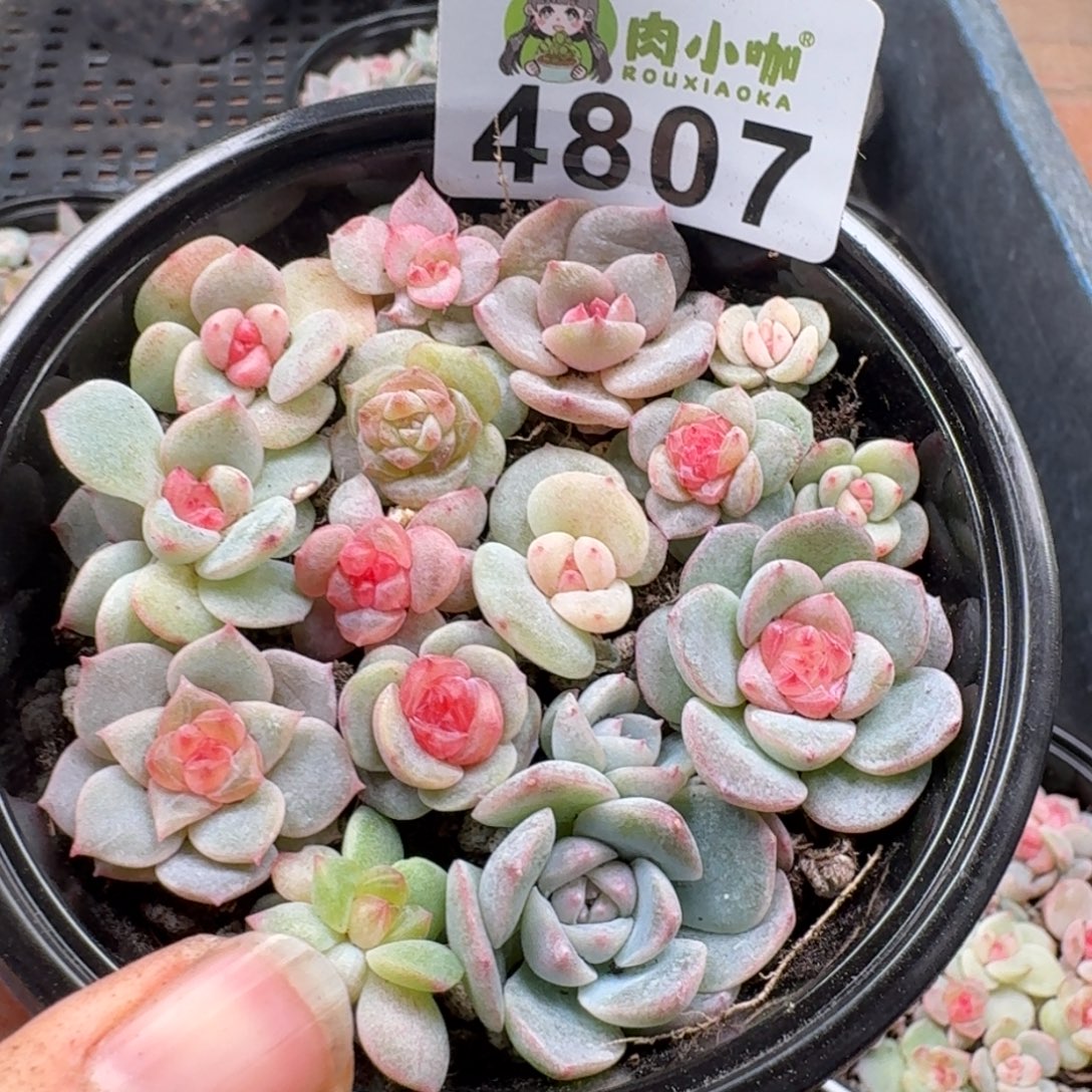 多肉植物多肉植物