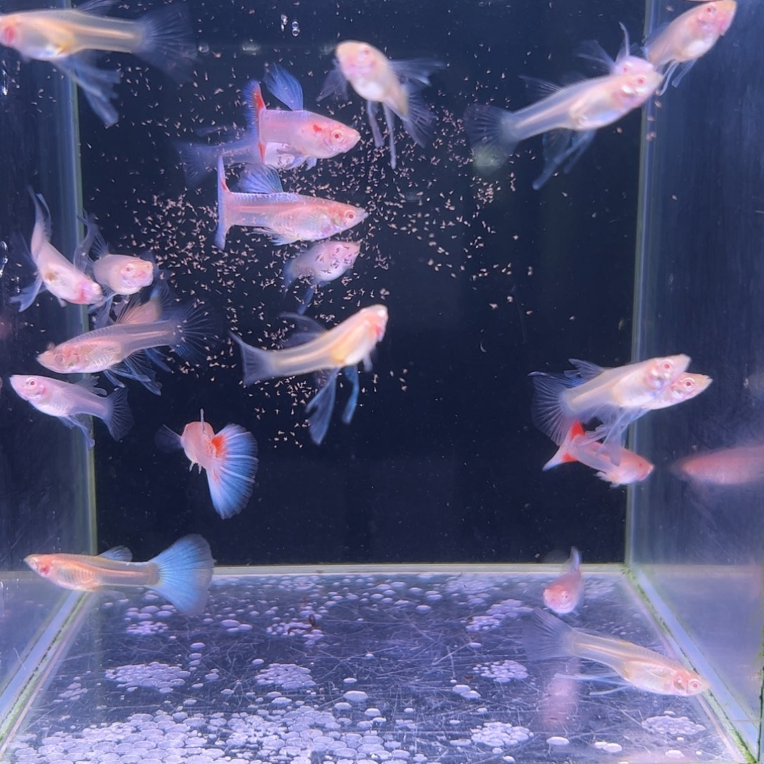 孔雀鱼蓝白c15条送5条备鱼龄小里面有几条微瑕