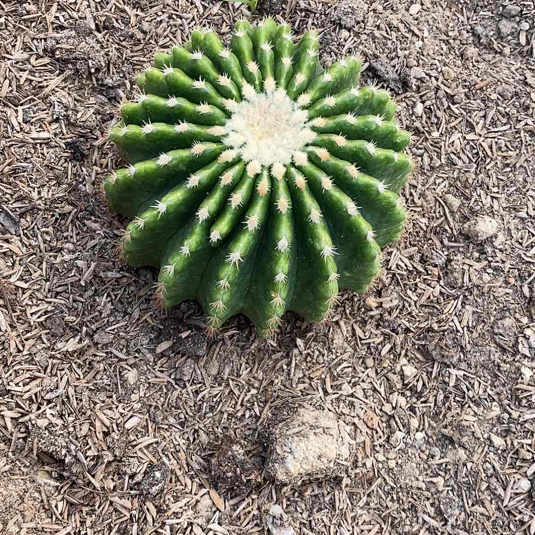 裸虎。冠幅10-15公斤左右