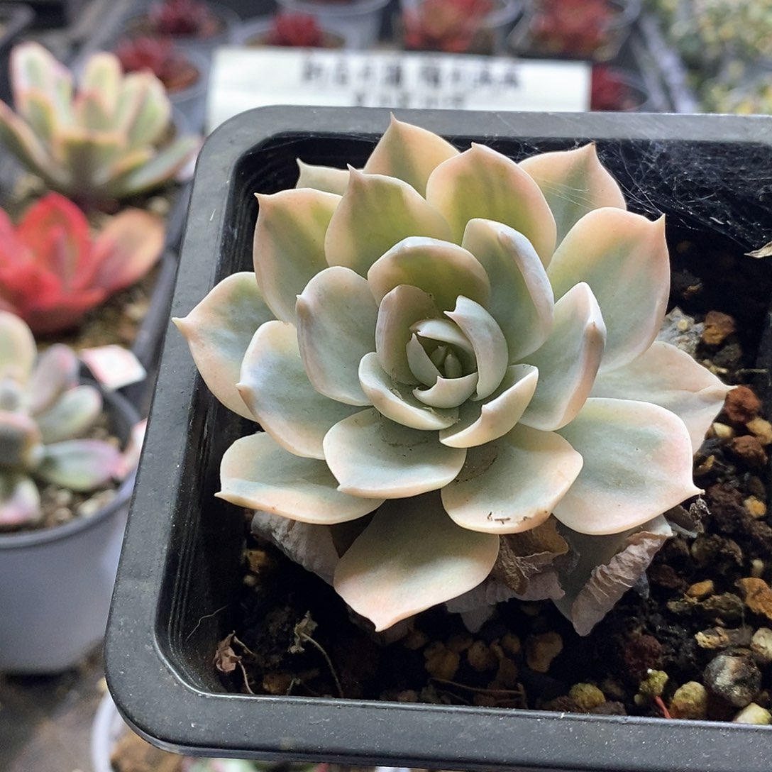 1569皮氏锦多肉植物