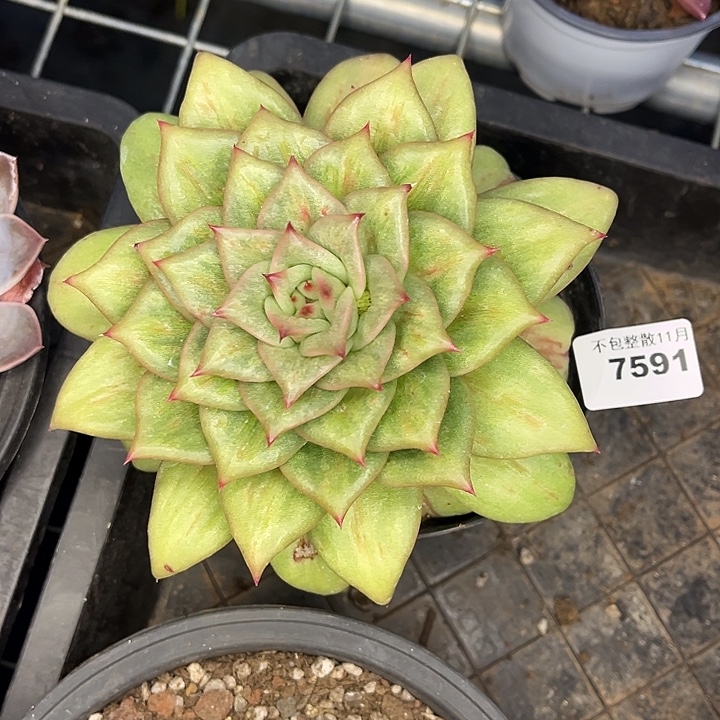 阿雅园艺。         7591玛丽亚