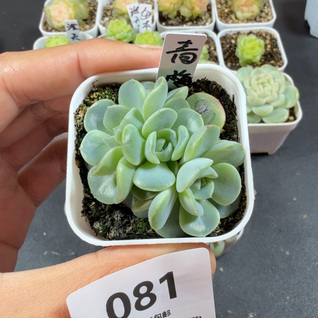 青梅三头一物一拍081