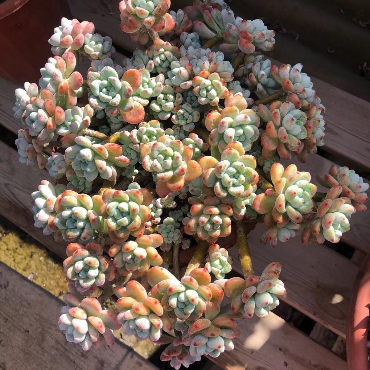 精控丸叶劳尔带香味 整桩整群皮实好养 精品多肉植物防辐射吸甲醛