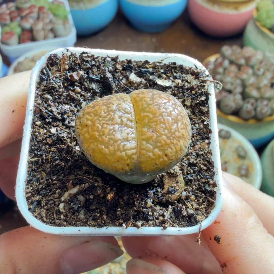 咻***咻多肉植物的生长发育和90