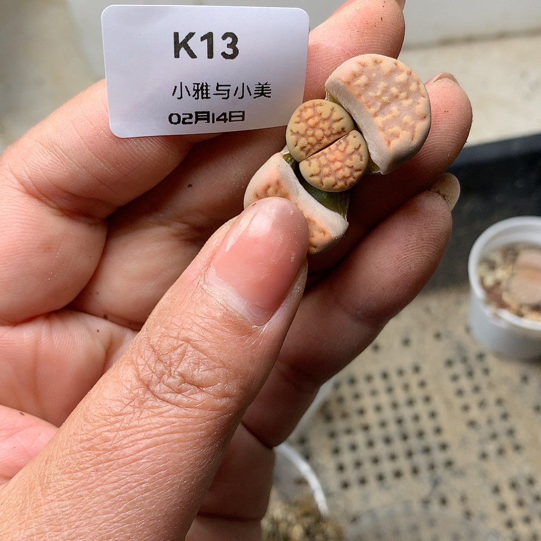 K13多肉植物保护研究所