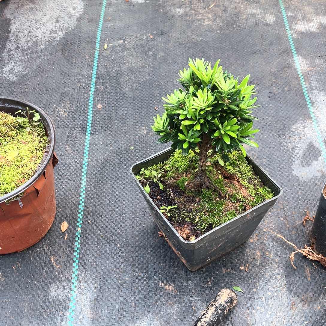 浅***风无花朵罗汉松盆景罗汉松