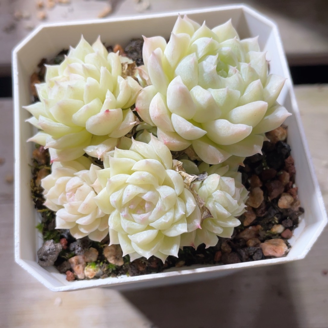 优选麦杆福利1487