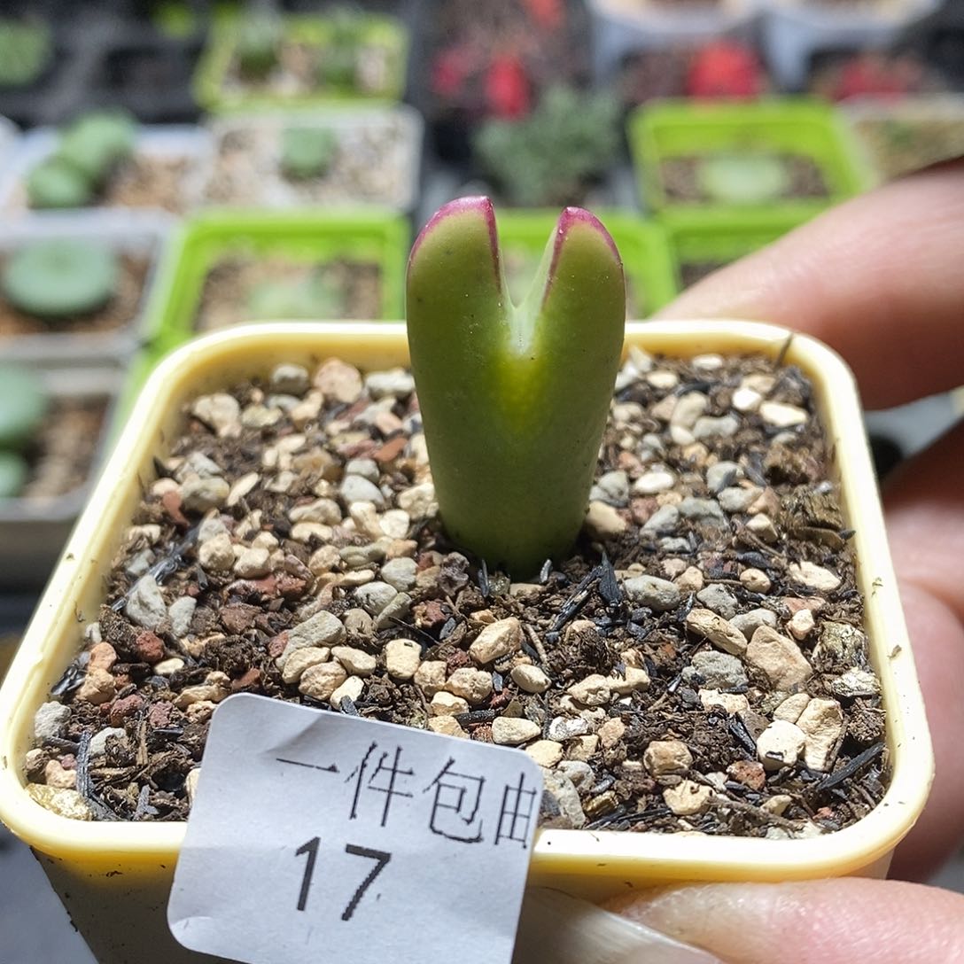 比卡丘多肉植物17号