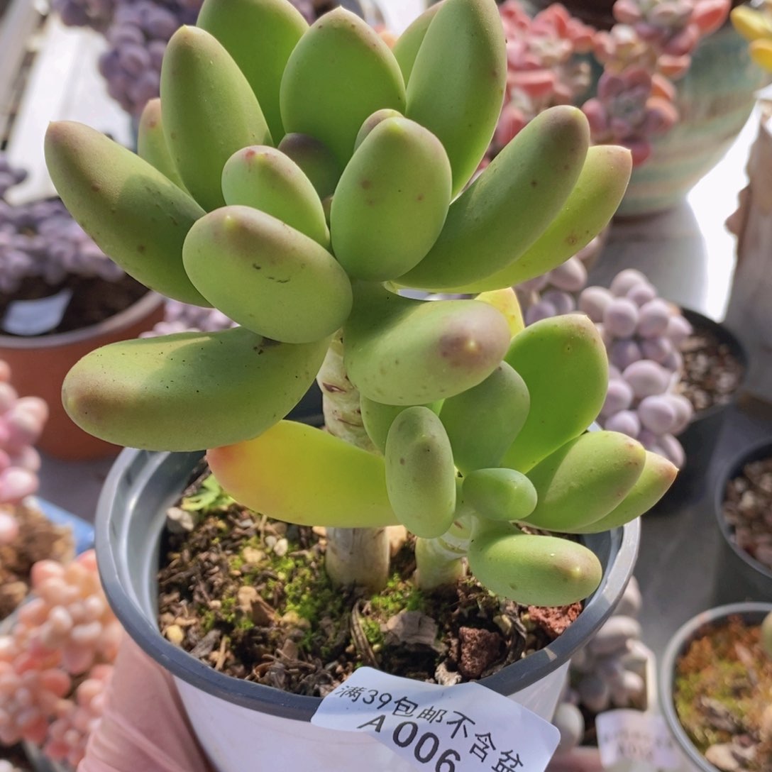 芒果奶8cm006多肉植物