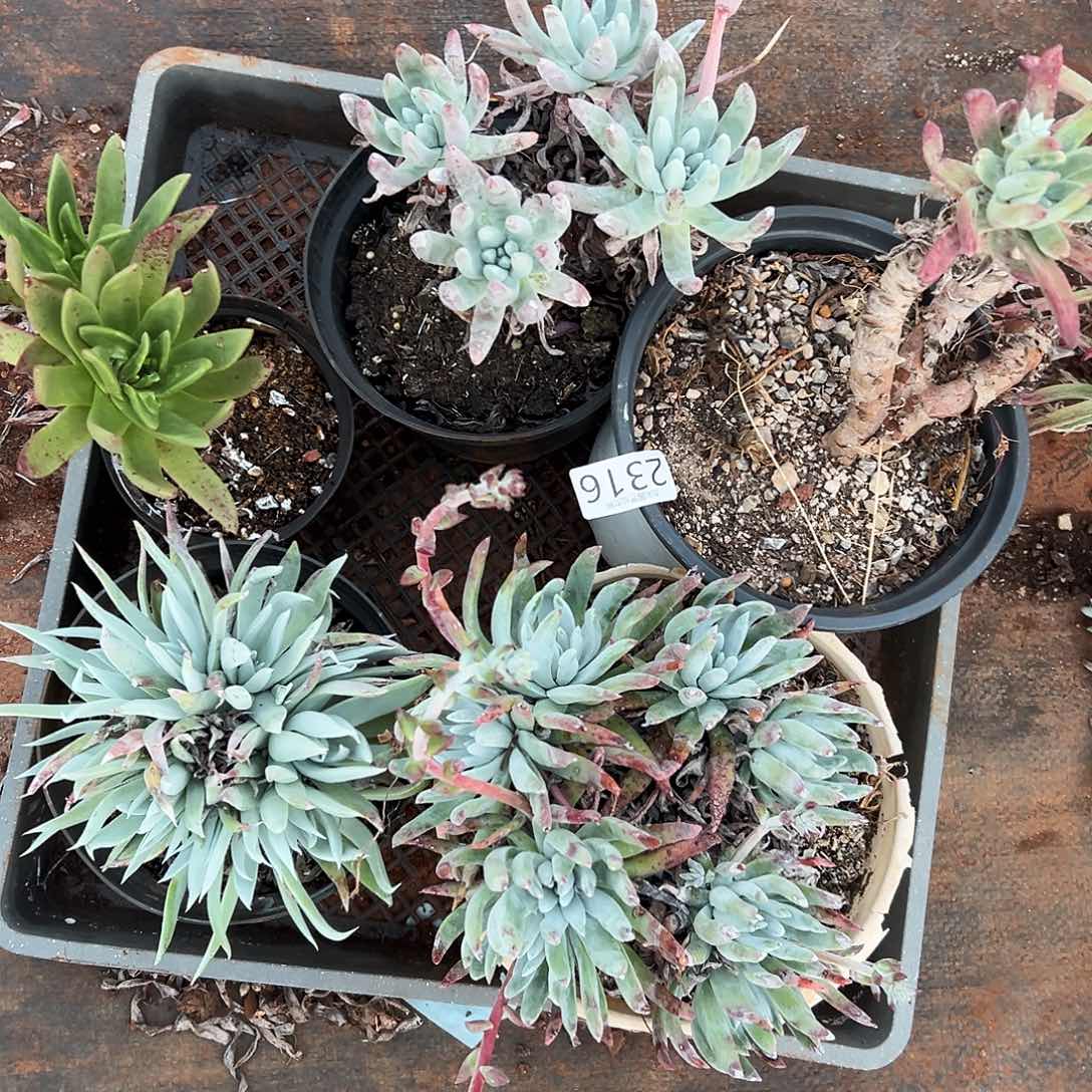 5颗处理仙女杯多肉。