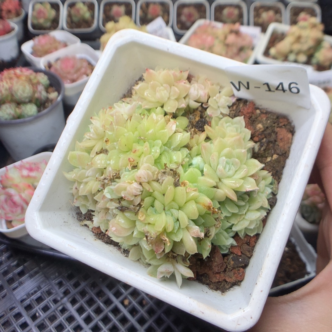 无花朵W146。yyyytyy