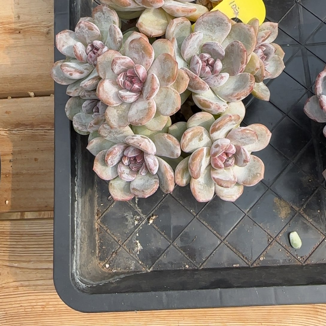 *****左眼跳突尼斯寄养多肉