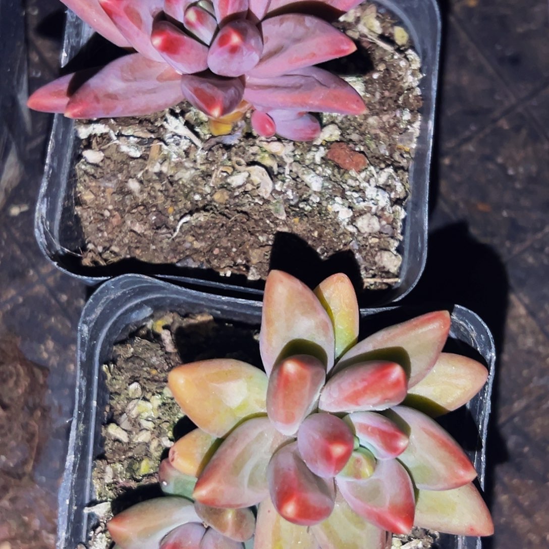 桔☁️多肉美人精品系列