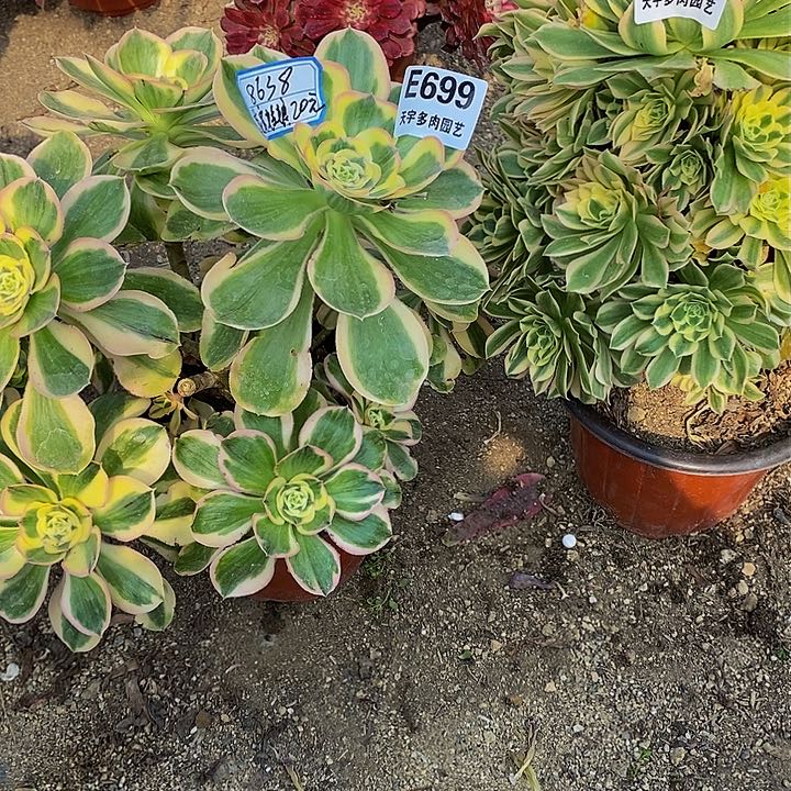 威****娘多肉套餐699。 698多肉