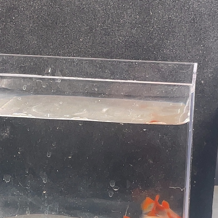 孔雀鱼3对红头压成