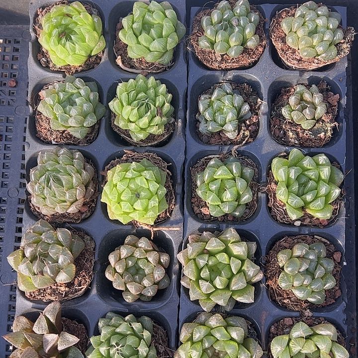 直播福利一物一拍257