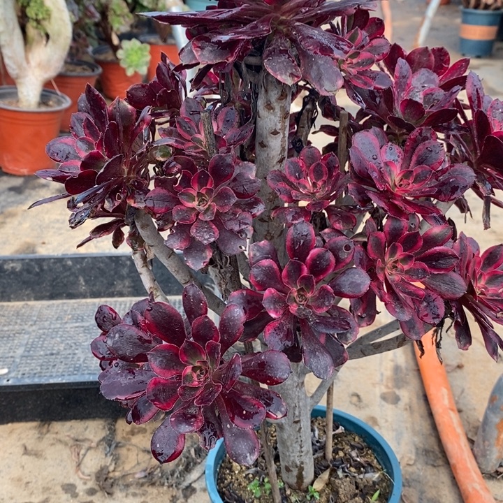 丽娜24多肉植物法师法师