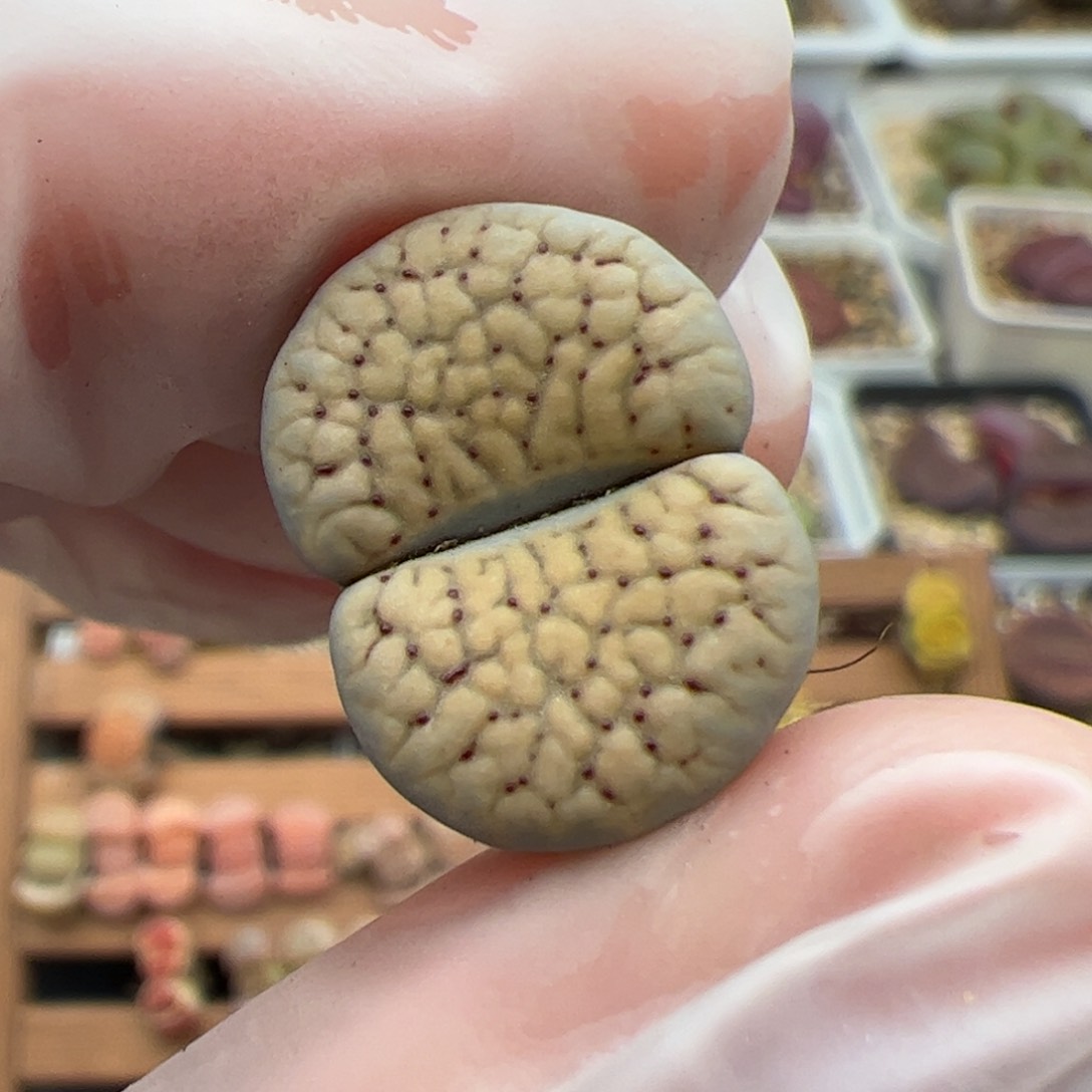 0116号德州玫瑰 多肉植物