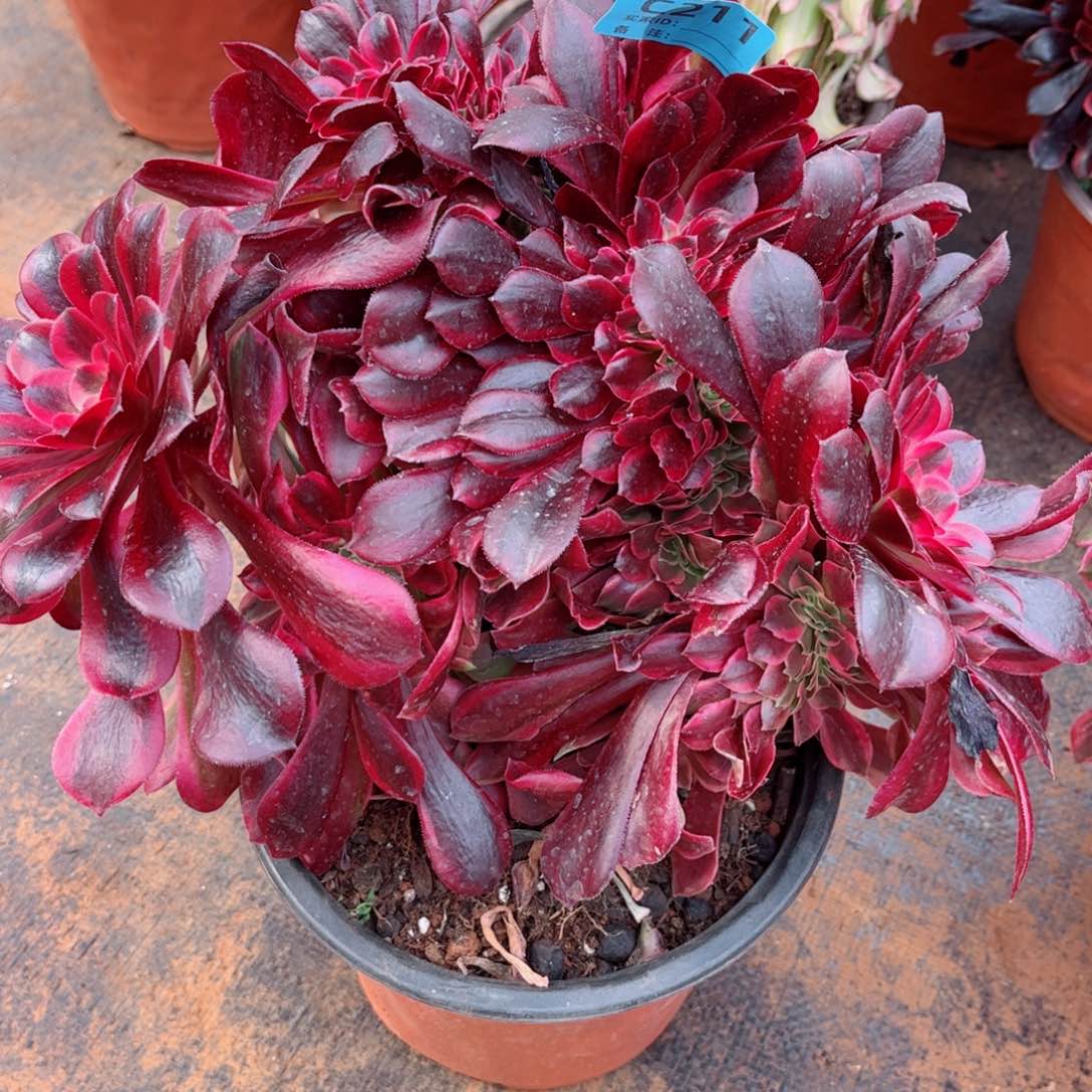 多肉植物211美杜莎